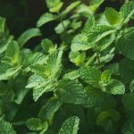 kandungan daun mint